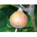 Roots, Shoots, Fruits & Flowers: Brown Rot, Tree ID, Fig Planting, & Southern Blight