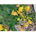 Roots, Shoots, Fruits & Flowers: Yellow Butterfly, Horsetail Scouring Rush & Fertilizer Label