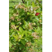 Roots, Shoots, Fruits & Flowers: Bean Sunscald, Ailing Magnolia, & Blackberry Anthracnose