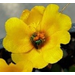 Roots, Shoots, Fruits & Flowers: Green Sweat Bee, Rosette Rose Disease, and Wild Carrot  