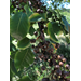 Roots, Shoots, Fruits & Flowers: Two Trees’ ID, Toxic Plant’s ID & Native Medicinal Plants