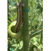 Roots, Shoots, Fruits & Flowers: Tomato Fruitworm, Green Sweat Bee, Carpenter Bee, & Assassin Bug