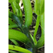 Roots, Shoots, Fruits & Flowers: Crown Gall, Wet Rot, Azalea Leaf Gall & Dog Vomit Slime Mold 