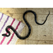 Roots, Shoots, Fruits & Flowers: Moth Caterpillars, Cuke Damage, Snake ID, and Ailing Vinca Bloom
