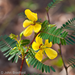 Beehive Buzz: Summer Dearth