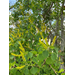 Beehive Buzz: Chinese Tallowtrees & Cold Damage