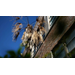 Get It Growing: Freeze or disease damage on palm trees?