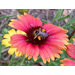Roots, Shoots, Fruits & Flowers: Horse Guards, Long-horned Bee, Leaf-Cutting Bee, & Bumblebee ID