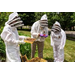 Beehive Buzz: Stingless Bees, Varroa Mite Eradication, Urban Beekeeping & New Nutritional Supplement
