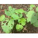 Roots, Shoots, Fruits & Flowers: Ailing Blackberries, Lawn Irrigation, Okra Pests, and Fruit Identification