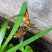 Beehive Buzz: Enemies of Bees