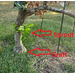 Roots, Shoots, Fruits & Flowers: Satsuma Sprout, Pollinator Gardening, and Overheated Vegetables
