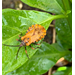 Roots, Shoots, Fruits & Flowers: Quince Rust, Snake ID, Wild Petunia, Leaf Smut, and an Orange Bug