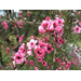 Beehive Buzz: Will the Manuka Plant Grow in Louisiana?