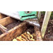 Roots, Shoots, Fruits & Flowers: Walnut Caterpillars, Honeybee Infestations, Rabbit Damage, Early Ragweed, and Boron Deficiency