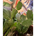 Shoot, Fruits & Flowers: Holiday Cactus, Damaged Camellia, Stump Borer, a Native Lizard, and Cucumber Beetles