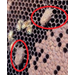 Beehive Buzz: Queen Supersedure