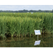 Rice research featured at sweltering field day