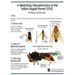 Beehive Buzz: Yellow-Legged Hornet