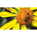 Beehive Buzz: Breaks for Beeks