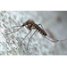 ​Aedes vexans, Inland Floodwater Mosquito