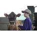 LSU AgCenter state livestock show set for Feb. 11-18 in Gonzales 