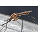 Anopheles quadrimaculatus, North American Malaria Mosquito (Diptera: Culicidae)