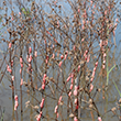 applesnaileggs.png thumbnail