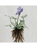 Aquatic Weeds