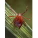 Tick talk: AgCenter entomologist seeks input from public via new website 