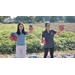 LSU AgCenter unlocks secrets beneath the soil for sweet potato yields, lower fertilizer use