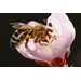 LSU AgCenter to host pollinator training day April 25 