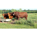 Beef Quality Assurance program helps improve herd health and assists producers
