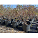 Now’s a good time to plant blueberries. Follow these steps for success.