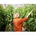 Greenhouse green thumb: 30 years of perfecting north Louisiana tomatoes 