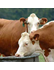 Animal Sciences