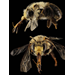 ​Anthophora abrupta, Chimney Bee (Hymenoptera: Apidae)