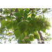 Hydrothermal (HT) Processing of Plant Biomass for Petrochemical and Bioenergy Products