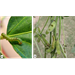 Managing Corn Earworm Infestations in Louisiana Soybean Fields