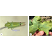 Cotton Jassid Detected in Louisiana: Monitoring Intensifies as Pest Spreads Across the Southeast