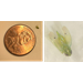 Cotton Jassids Detected in Tensas Parish Cotton Fields