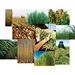 Seeking Biomass Feedstocks That Can Compete