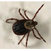Dermacentor variabilis, American Dog Tick (Ixodida: Ixodidae)