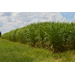 Biofuel/Biochemical Crop Production to be Discussed at Macon Ridge Field Day Sept. 5