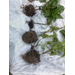 Unusually cool nighttime temperatures exacerbate Pythium diseases in Louisiana vegetables