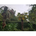 Freeze damage can mimic disease symptoms in palms. Here’s how to tell the difference.
