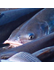 Fisheries