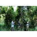 Entomologists determining what insects are present and utilizing native ash trees