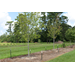 Planting a tree this winter? Here’s the right way to stake it
