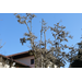 What’s on my tree? It’s not a parasite, but ball moss can still cause problems